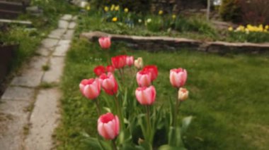 Bahar bahçesinde güzel kırmızı laleler çiçek açar. Dekoratif lale çiçeği baharda açar.