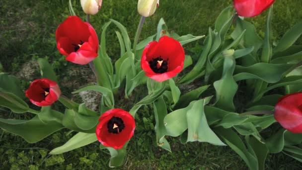 Vackra färgglada röda tulpaner blommar i vår trädgård. Dekorativ tulpanblomma på våren — Stockvideo