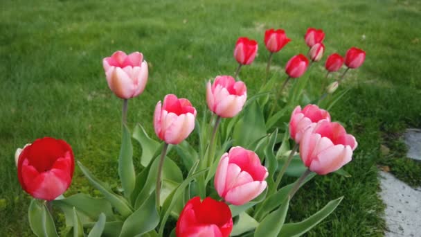 Beautiful colorful red tulips flowers bloom in spring garden. Decorative tulip flower blossom in springtime