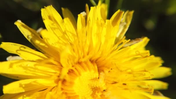 Pissenlits jaunes sur prairie verte au printemps. Belles fleurs de pissenlit jaune 