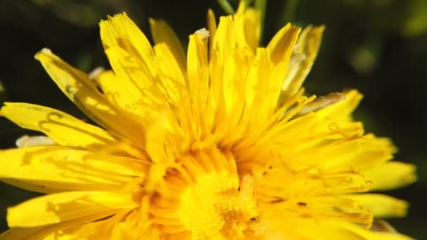 Gelber Löwenzahn auf der grünen Wiese im Frühling. schöne gelbe Löwenzahnblüten — Stockvideo