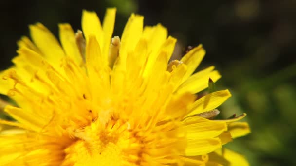 Dientes de león amarillos en el prado verde en primavera. Hermosas flores de diente de león amarillo — Vídeos de Stock