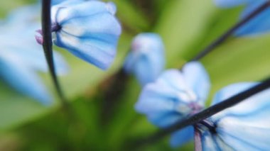 Bahçede Mavi Scilla çiçekleri. İlk bahar çiçekleri güneşli bir günde rüzgarda sallanıyor