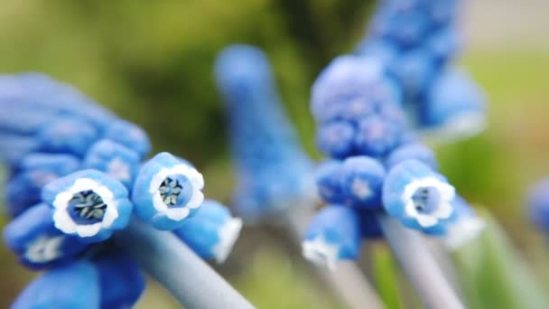 Footage of beautiful blue starch grape hyacinth flowers bloom in spring garden — Stock Video