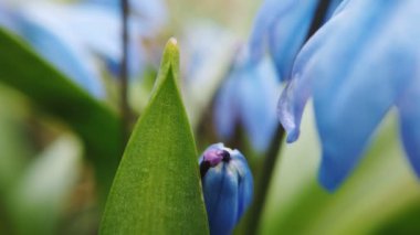 Bahçede Mavi Scilla çiçekleri. İlk bahar çiçekleri güneşli bir günde rüzgarda sallanıyor