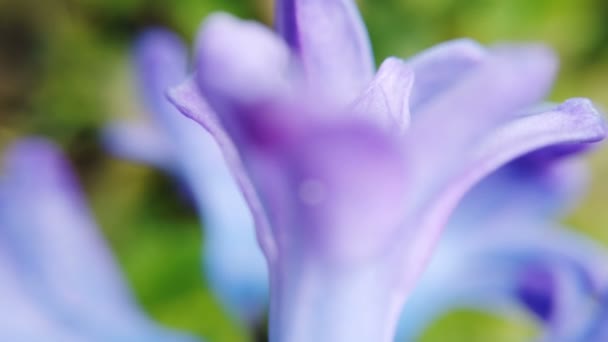 Flores de geocinta florecientes principios de primavera — Vídeo de stock