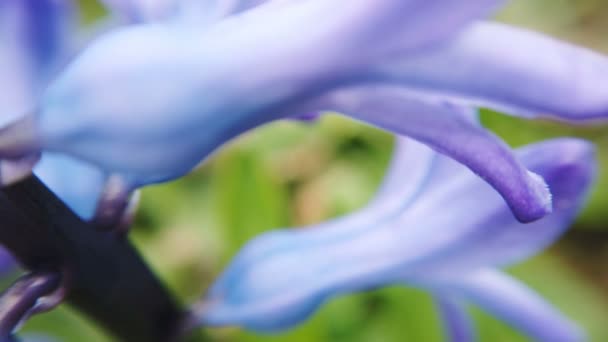 Flores de geocinta florecientes principios de primavera — Vídeos de Stock