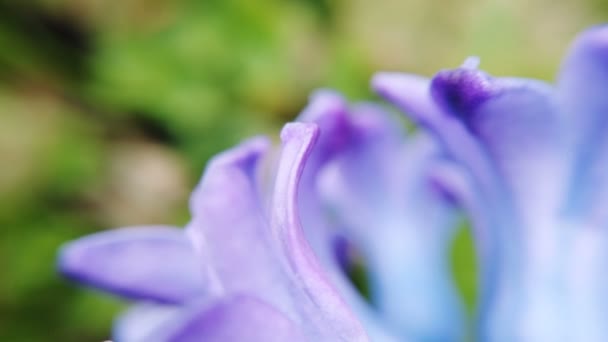 Ανθισμένα λουλούδια geocint νωρίς την άνοιξη — Αρχείο Βίντεο