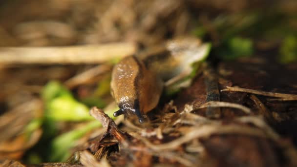 Perjalanan siput dalam arah yang sama — Stok Video