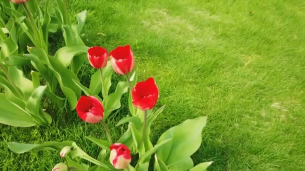 春の庭には色とりどりの赤いチューリップが咲きます。春の装飾チューリップの花 — ストック動画