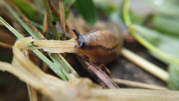 Slug kruipen en eten van gras — Stockvideo