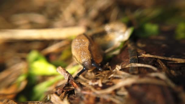 Salope rampant et mangeant de l'herbe 