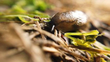 Aynı yönde hareket eden sümüklü böcek.