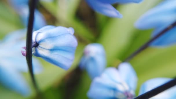 Blue Scilla flowers in garden. First spring flowers swing in wind on sunny day — Stock Video