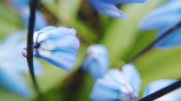 Blue Scilla kukkia puutarhassa. Ensimmäinen kevät kukat keinu tuulessa aurinkoisena päivänä — kuvapankkivideo