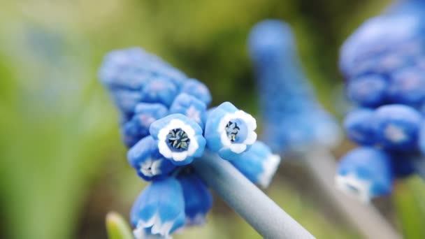 봄 정원에서 피는 아름다운 푸른 전분 포도 히아신스 꽃의 영상 — 비디오