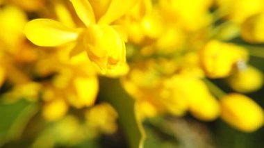 Çiçek açan kanola tarlası. Yaz aylarında sahada tecavüz