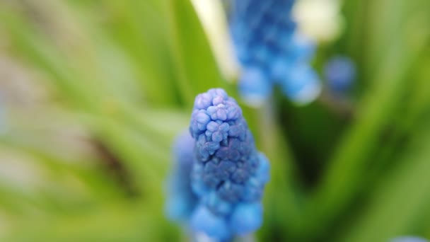 Bilder av vackra blå stärkelse druva hyacint blommor blommar i vår trädgård — Stockvideo