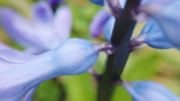 Fioritura geocint fiori all'inizio della primavera — Video Stock