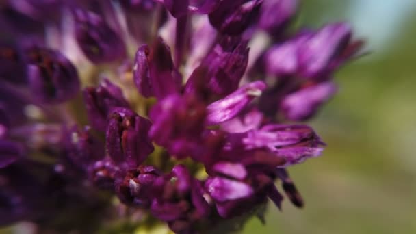 Allium lilla blomster tæt op i haven – Stock-video