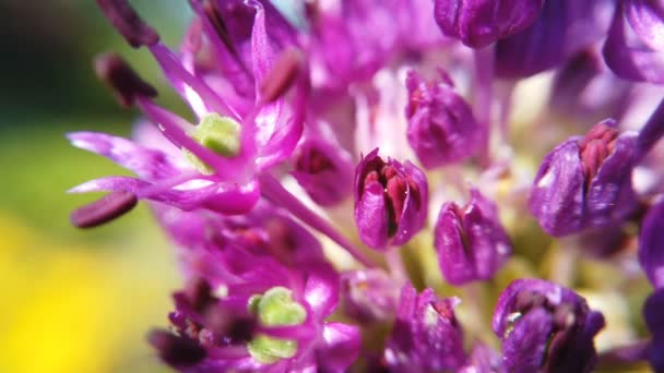 Allium μωβ λουλούδια κοντά στον κήπο — Αρχείο Βίντεο