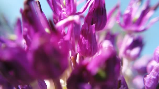 Allium fleurs violettes fermer dans le jardin 