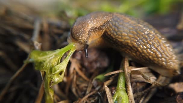 Slug crawling and eating grass — Stock Video