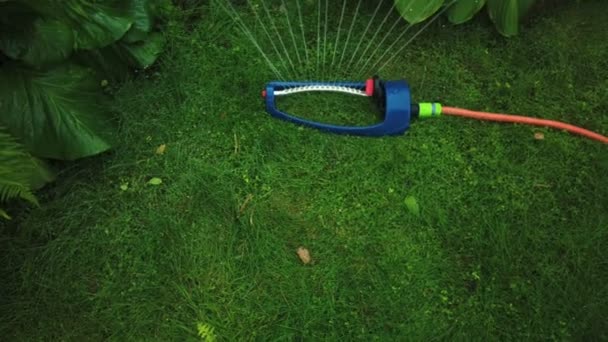 Gazon sprinklersysteem op tuin in gras. Strooi spuit water op het gras in de tuin op een achtergrond van bomen als de zon schijnt — Stockvideo