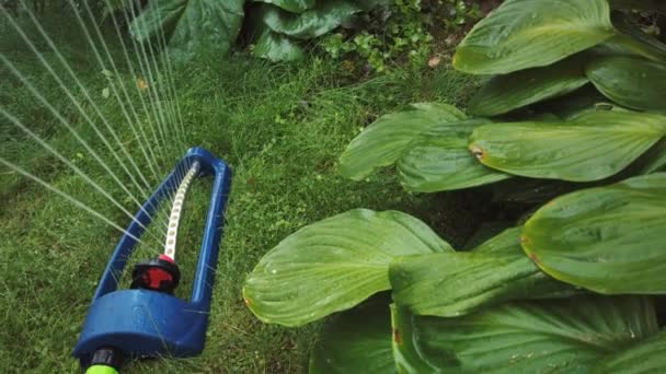 Gazon sprinklersysteem op tuin in gras. Strooi spuit water op het gras in de tuin op een achtergrond van bomen als de zon schijnt — Stockvideo