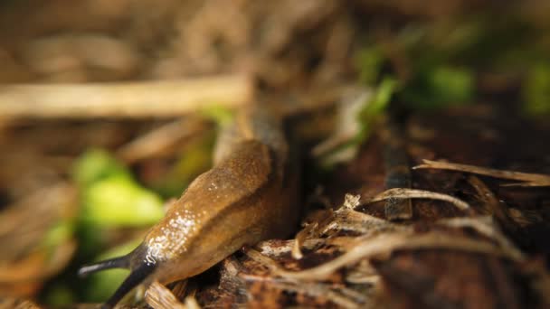 Traveling slug in the same direction — Stock Video