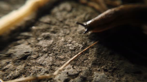 Pretty slug wriggling along meets with an obstacle — Stock Video