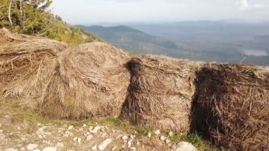 Tarlada pirinç hasat sonra saman Sheaves
