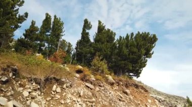 Kayalarüzerinde alp sedir