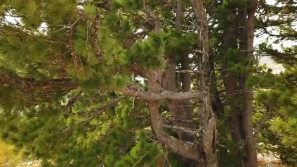 Cedros alpinos en las rocas — Vídeo de stock