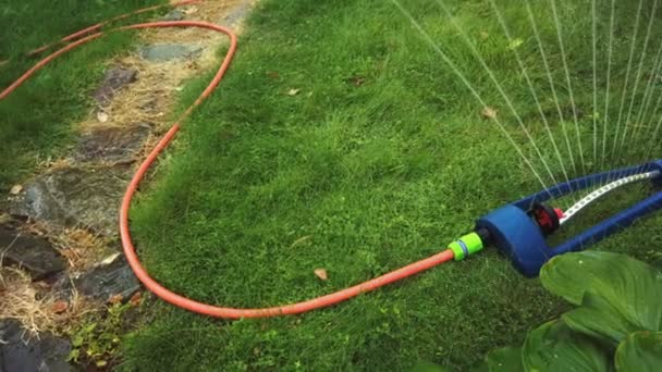 Lawn sprinkler spaying water over green grass. — Stock Video