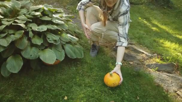 Woman picks pumpkin from bush — Stock Video