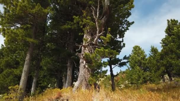 Alpine cedars on the rocks — Stock Video