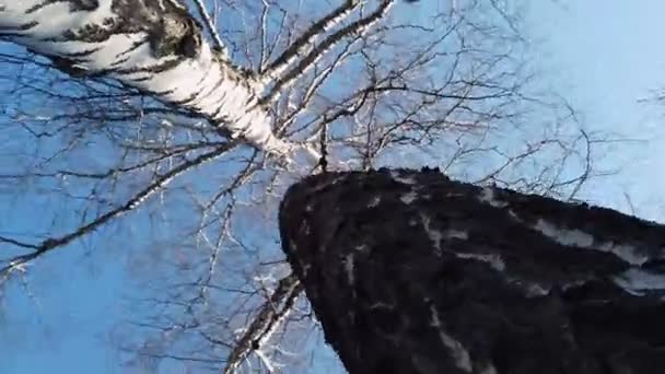 Rotation um einen alten Ahornstamm mit blauem Himmel im Hintergrund. Schöne bunte Herbstsaison — Stockvideo