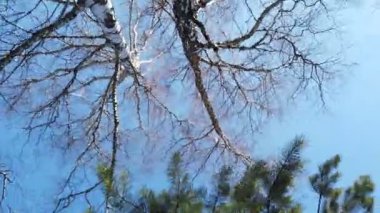 Arka planda mavi gökyüzü olan eski bir akçaağaç gövdesi etrafında dönüyor. Güzel renkli sonbahar sezonu