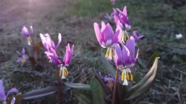 Dogtand violet. Voorjaarsbloeiers erythronium japonicum — Stockvideo