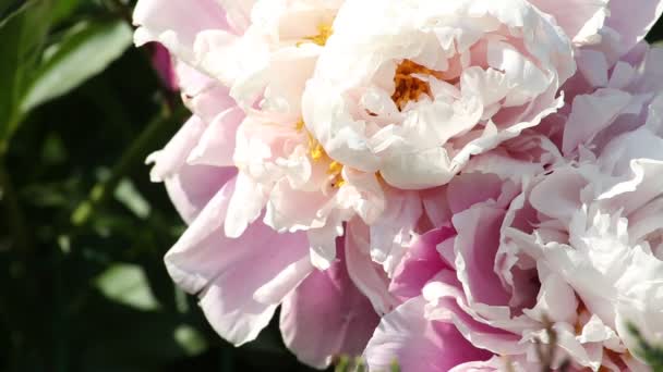 Grande calabrone che raccoglie nettare in fiore di peonia — Video Stock