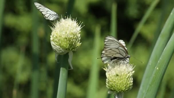 Бабочки из капусты пьют луковый нектар в саду — стоковое видео