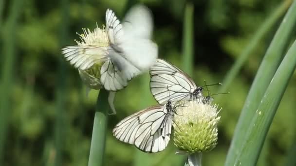 Λάχανο πεταλούδες πίνουν κρεμμύδι νέκταρ στον κήπο — Αρχείο Βίντεο