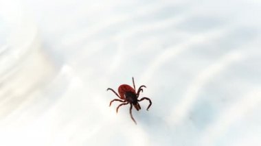 Beyaz yüzeyde sürünen entsifalitny akarları. Kan emici böcekler beyaz arka planda izole edilmiş. Hastalık beyin iltihabının orman kenesi taşıyıcıları