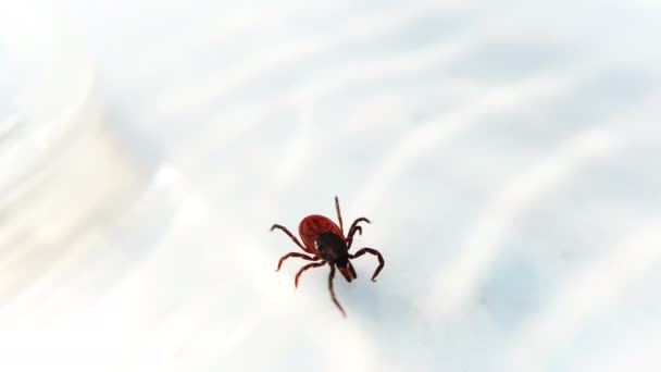 Ácaros Entsifalitny rastejando na superfície branca. Inseto sugador de sangue isolado no fundo branco. Carrapatos florestais vetores de encefalite por doença — Vídeo de Stock