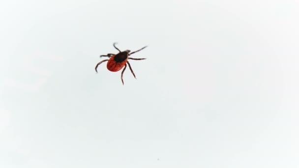 Entsifalitny acariens rampant sur la surface blanche. Insecte suceuse de sang isolé sur fond blanc. Vecteurs de tiques forestières de l'encéphalite