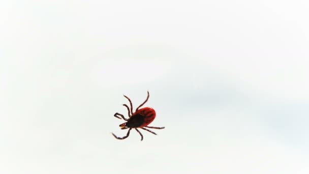 Entsifalitny mites crawling on white surface. Blood sucking insect isolated on white background. Forest tick vectors of disease encephalitis — Stock Video