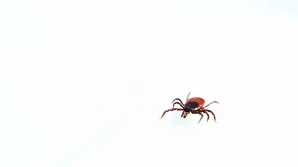 Entsifalitny mites crawling on white surface. Blood sucking insect isolated on white background. Forest tick vectors of disease encephalitis — Stock Video