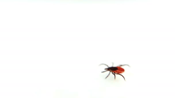 白色的表面上爬行着紫红色的螨。吸血昆虫在白色背景上被隔离。森林虱病性脑炎病媒 — 图库视频影像