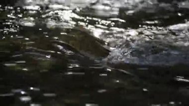 Dağ nehri akıntısı dalgası. Çevredeki ses odasını rahatlatmak için arka plan. Su akışının rahatlatıcı sesine sahip doğa konsepti